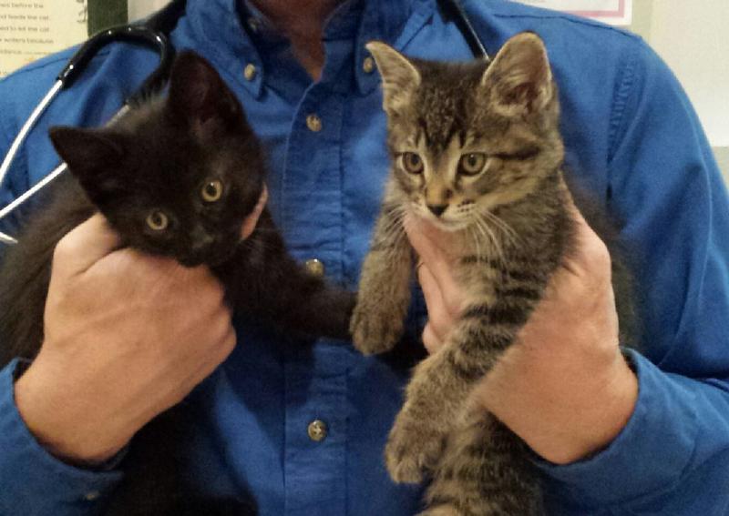 Kalamazoo Cat Hospital Kalamazoo Veterinarians